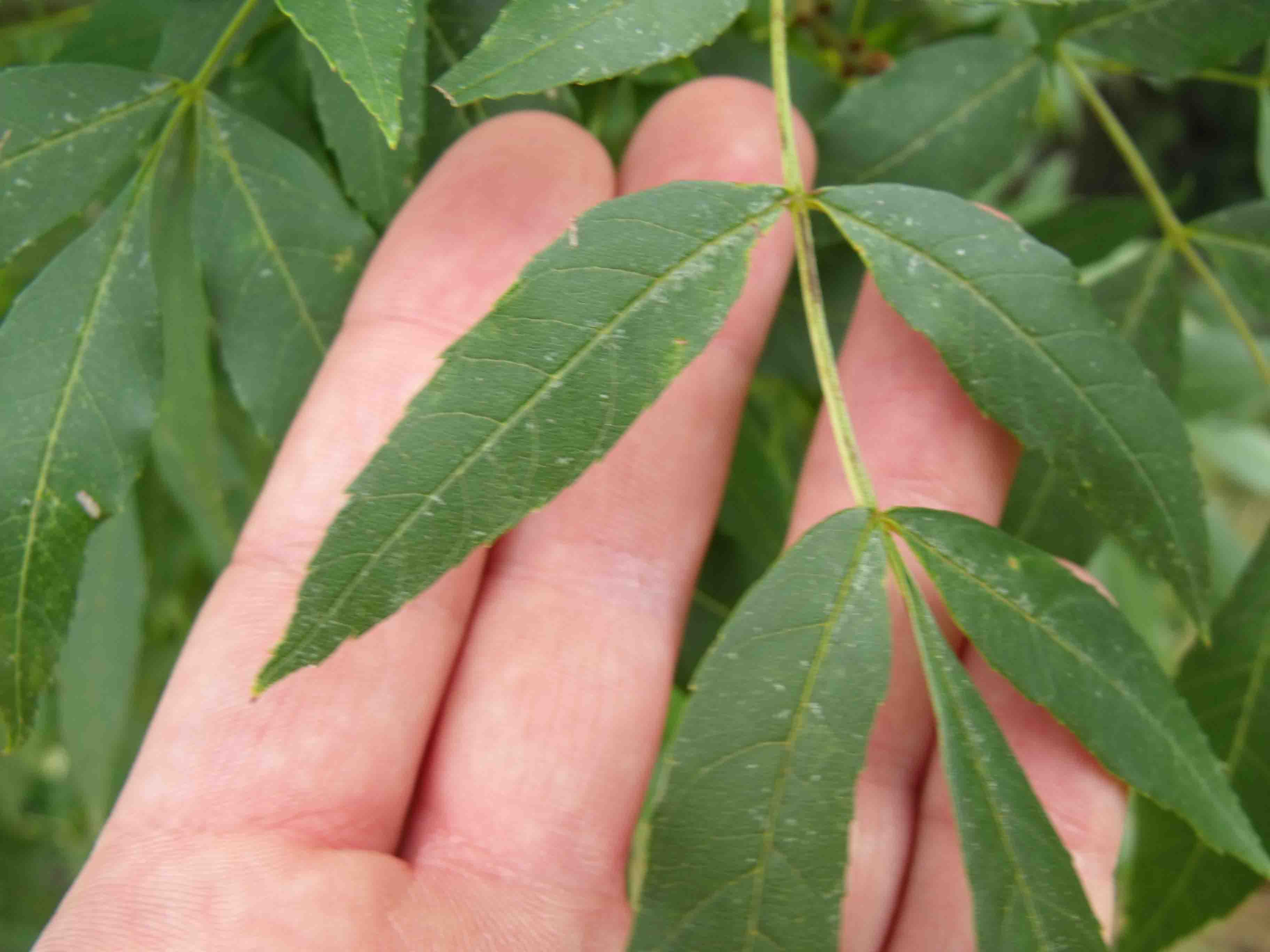 Fraxinus angustifolia